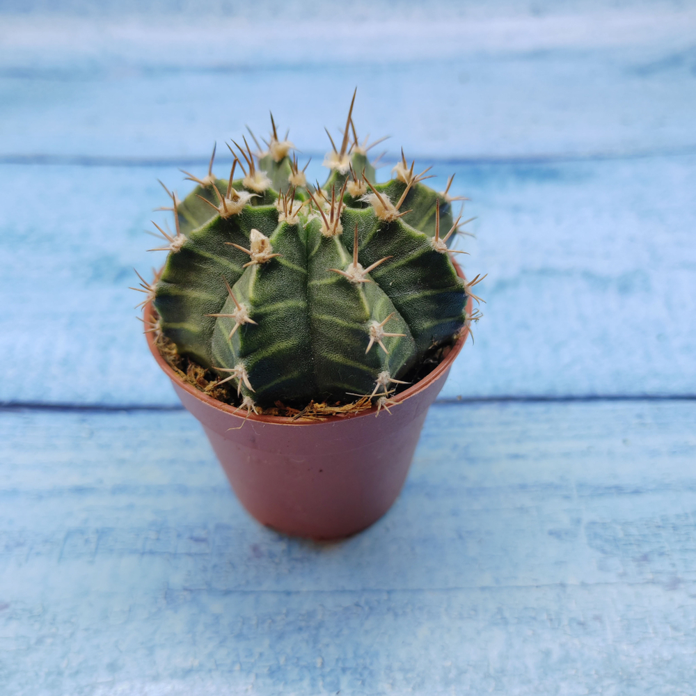 Gymnocalycium Friedrichii (Гимнокалициум)