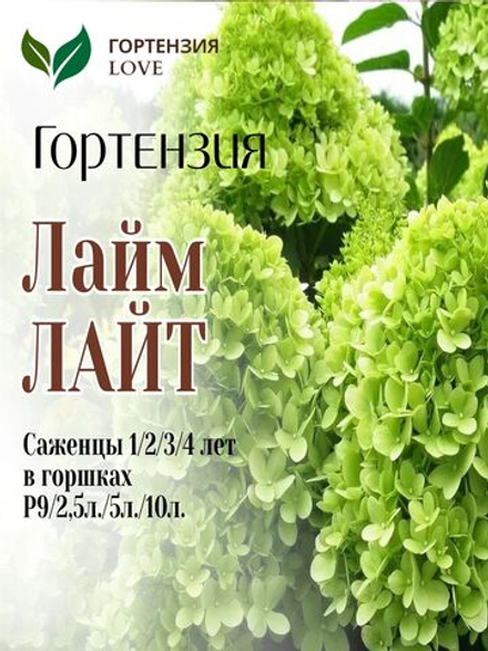Лайм Лайт гортензия метельчатая