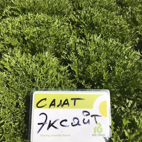 Эксайт — урожай салата, фото 5