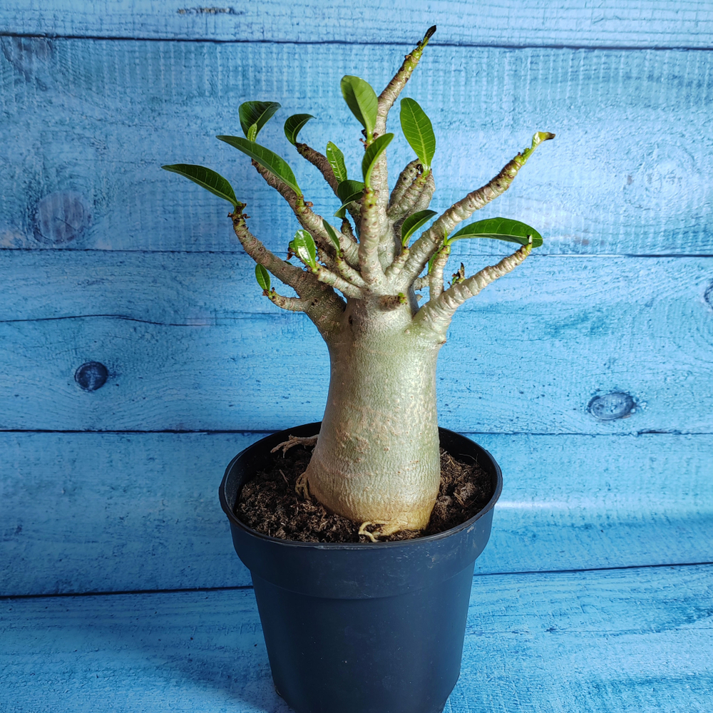 Adenium Baobab (Адениум)