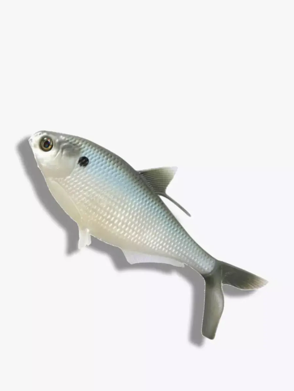 Мягкая приманка B.A.M.F. Shad 8"/ Gold Retriver (1шт./уп.)