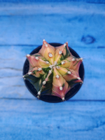 Gymnocalycium Variegata (Гимнокалициум Вариегатный)