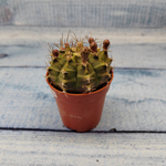 Gymnocalycium Friedrichii (Гимнокалициум)