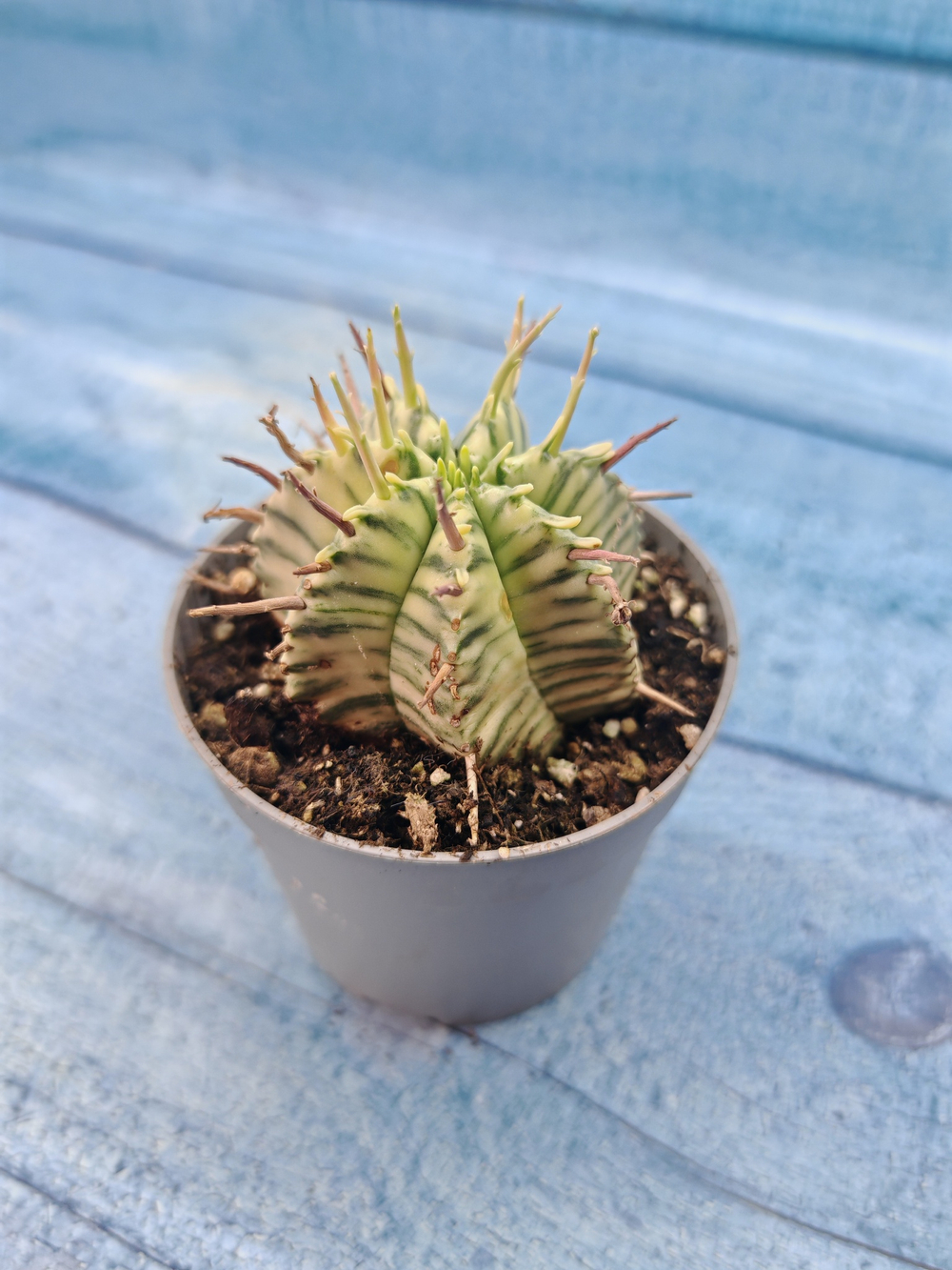 Euphorbia meloformis f. Variegated (Эуфорбия вариегатная)