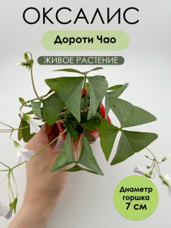 Оксалис Кислица Дороти Чао. Растение живое. Саженец