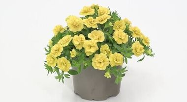 19270 Калибрахоа MINIFAMOUS ORO DOUBLE YELLOW (ОСЕНЬ 2025)