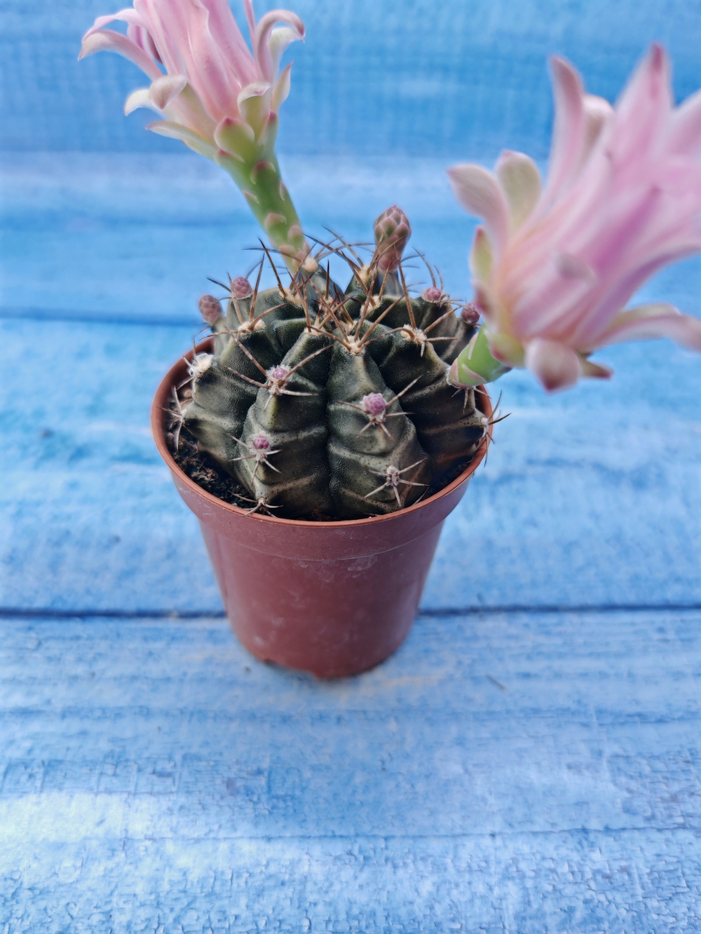 Gymnocalycium Friedrichii (Гимнокалициум)