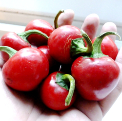 Перец Черри Сладкий — Sweet Cherry Peppers (с сыром в оливковом масле)