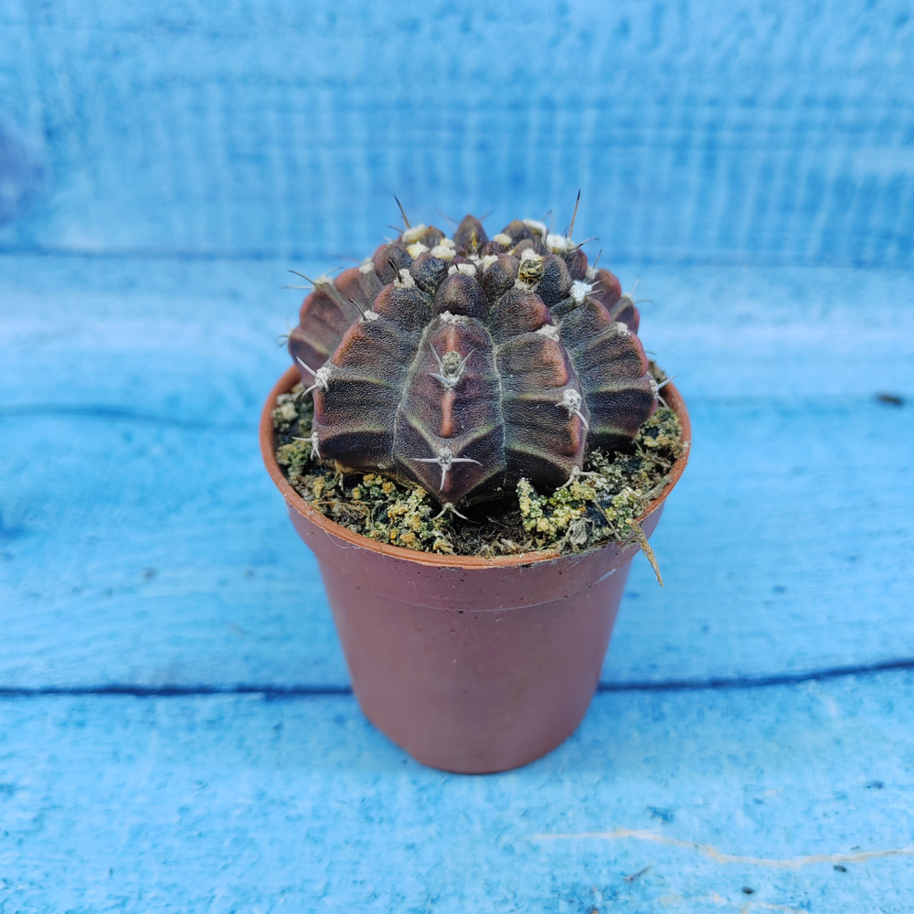 Gymnocalycium Friedrichii (Гимнокалициум)