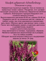 Шалфей Швелленбург дубравный пушистый винный