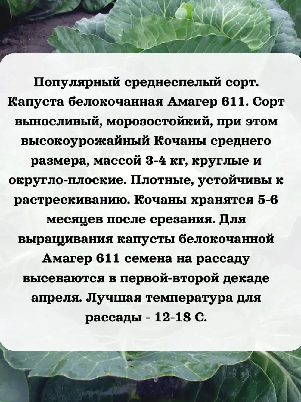 Семена капуста белокочанная Амагер 611 5 гр
