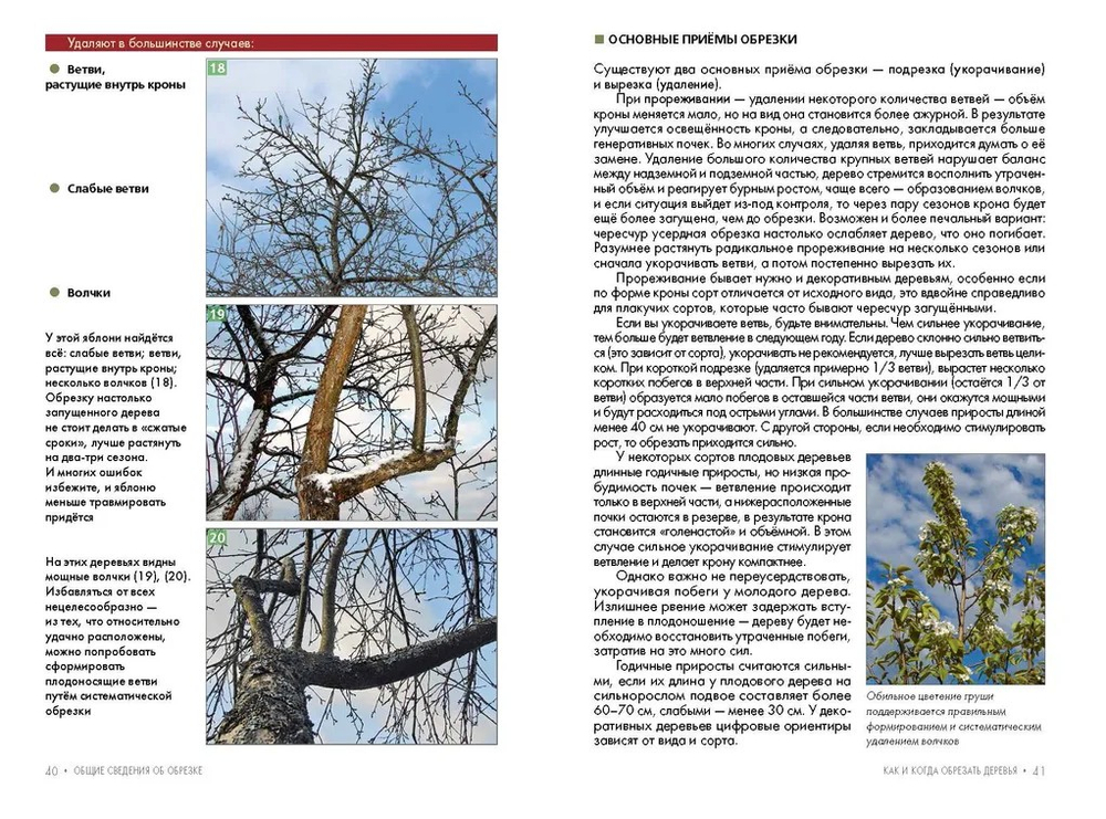 Обрезка плодовых и декоративных деревьев и кустарников