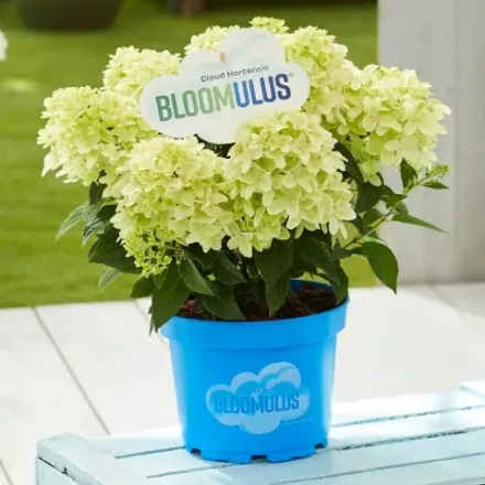 Нимбус Облачная серия (Bloomulus Nimbus) р10.5 Европа весна 2027 г.