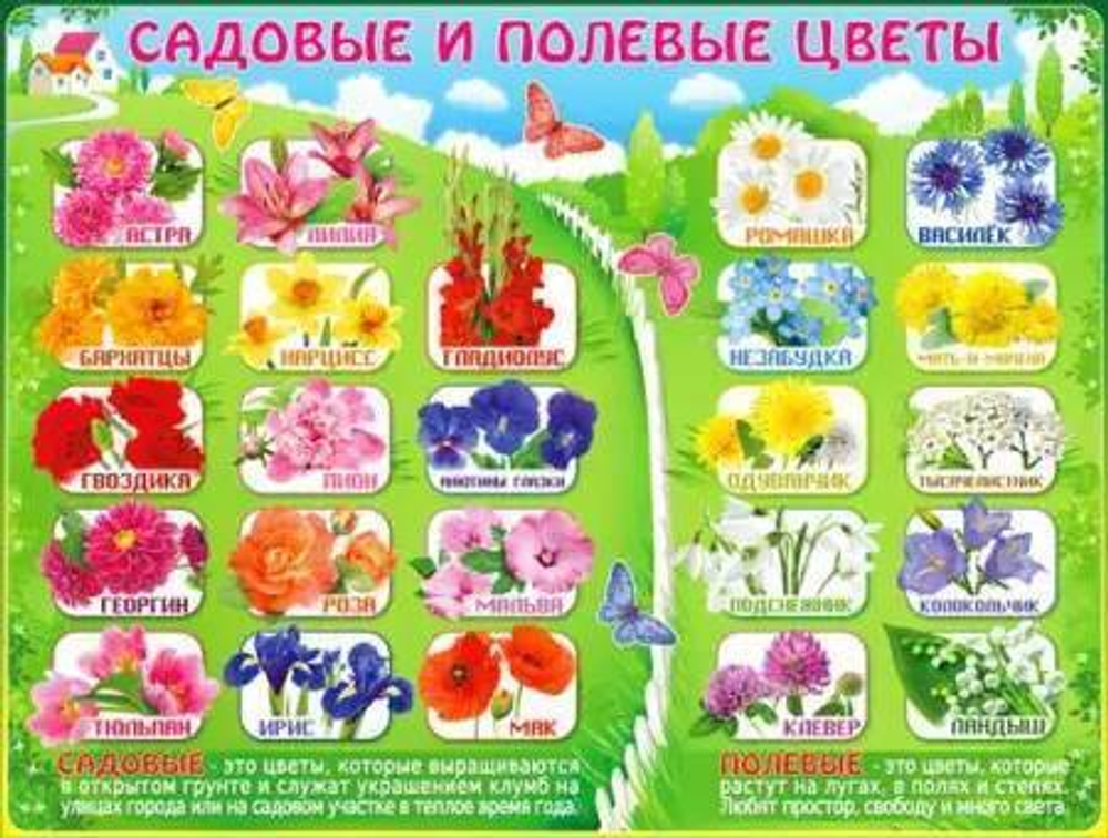 Плакат " Садовые цветы " 46070