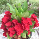 Эуфорбия Миля SEDTHEE MAI RED (95)