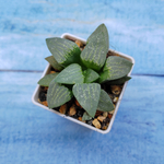 Haworthia Comptoniana Hybride hybrid (Хавортия)
