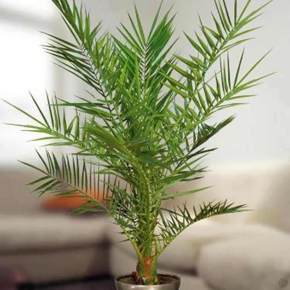Финик Канарский (Phoenix canariensis) — семена, 3 шт.