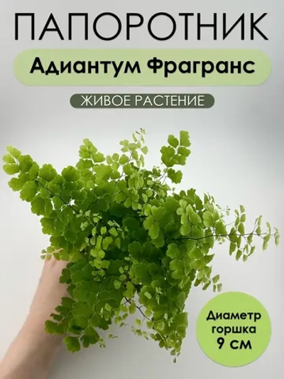Адиантум Фрагранс D9. Папоротник живой