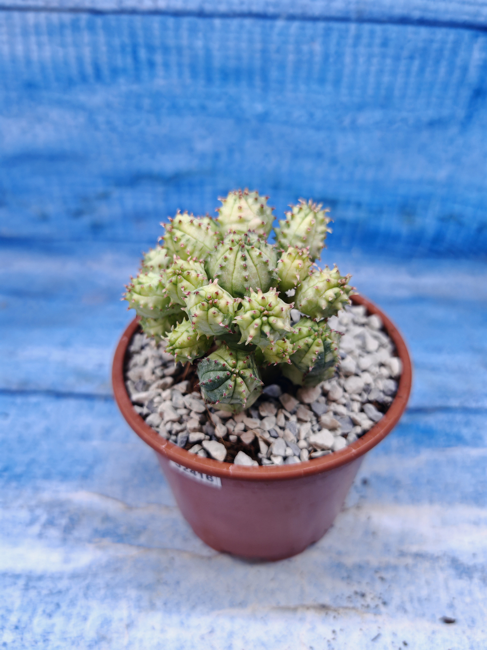 Euphorbia Pseudoglobosa variagate (Эуфорбия)