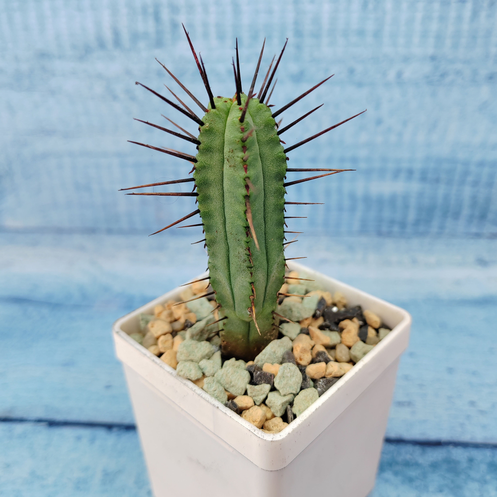 Euphorbia Pentagona (Эуфорбия)