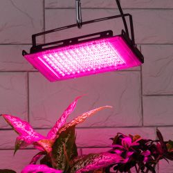 Фитопрожектор для растений светодиодный ЭРА FITO-80W-RB-LED-Y красно-синего спектра | Фито прожекторы