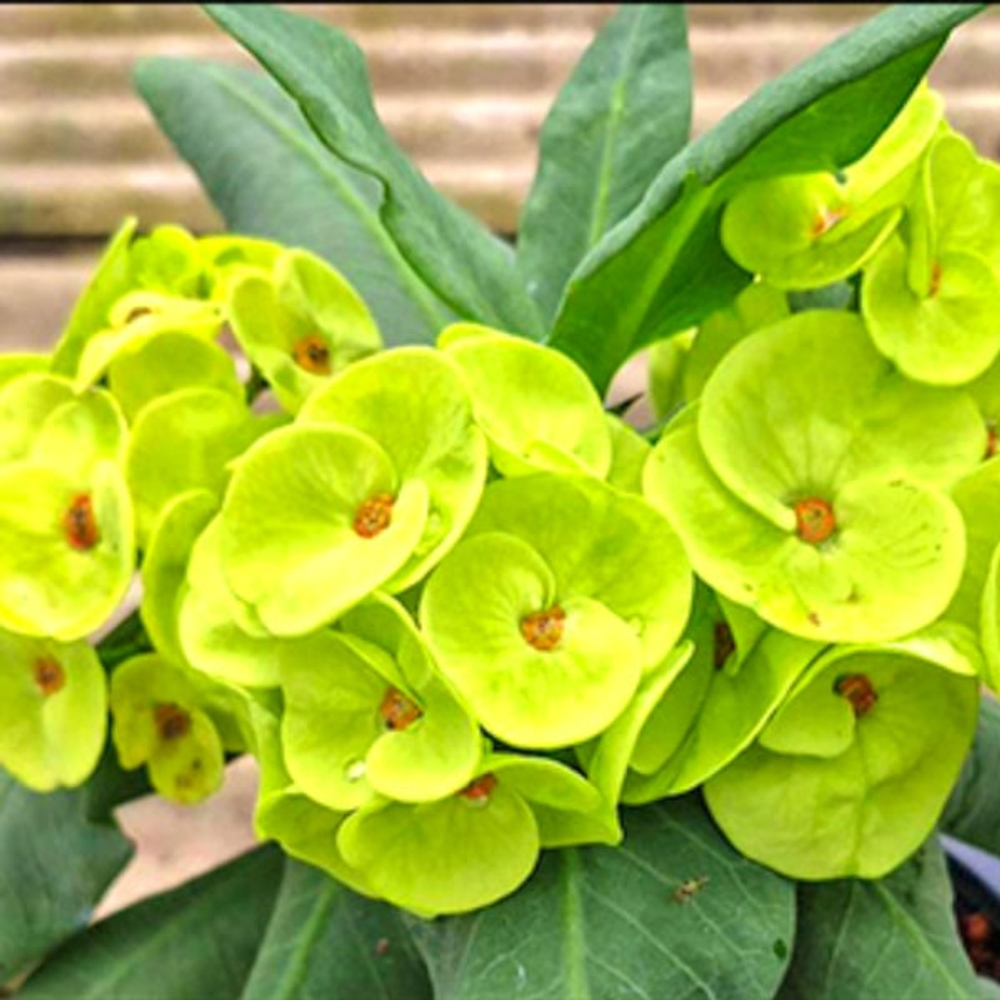 Эуфорбия Миля JADE DRAGON (34)