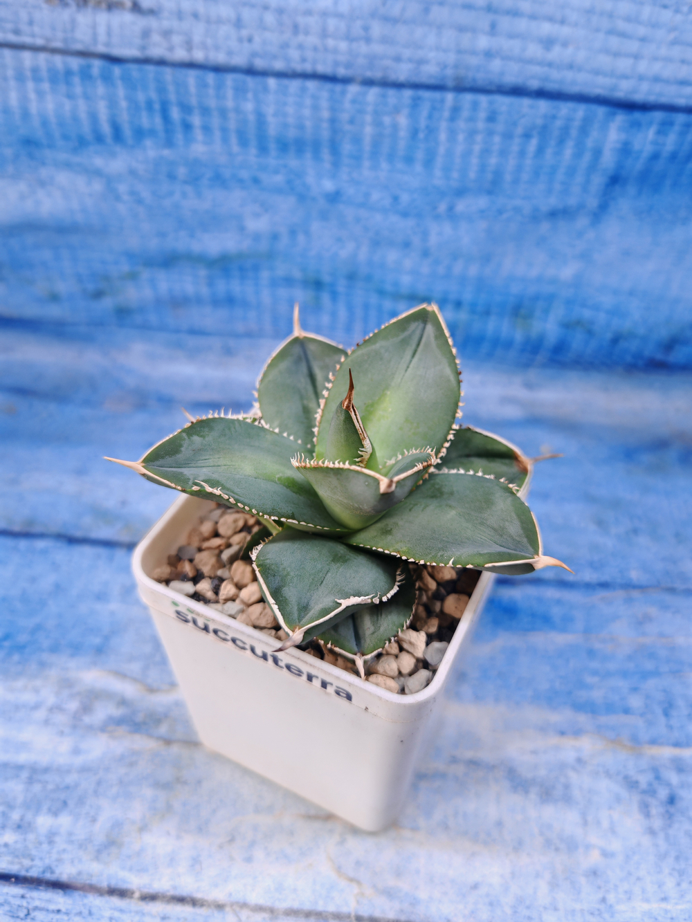 Agave Celsii (Агава)