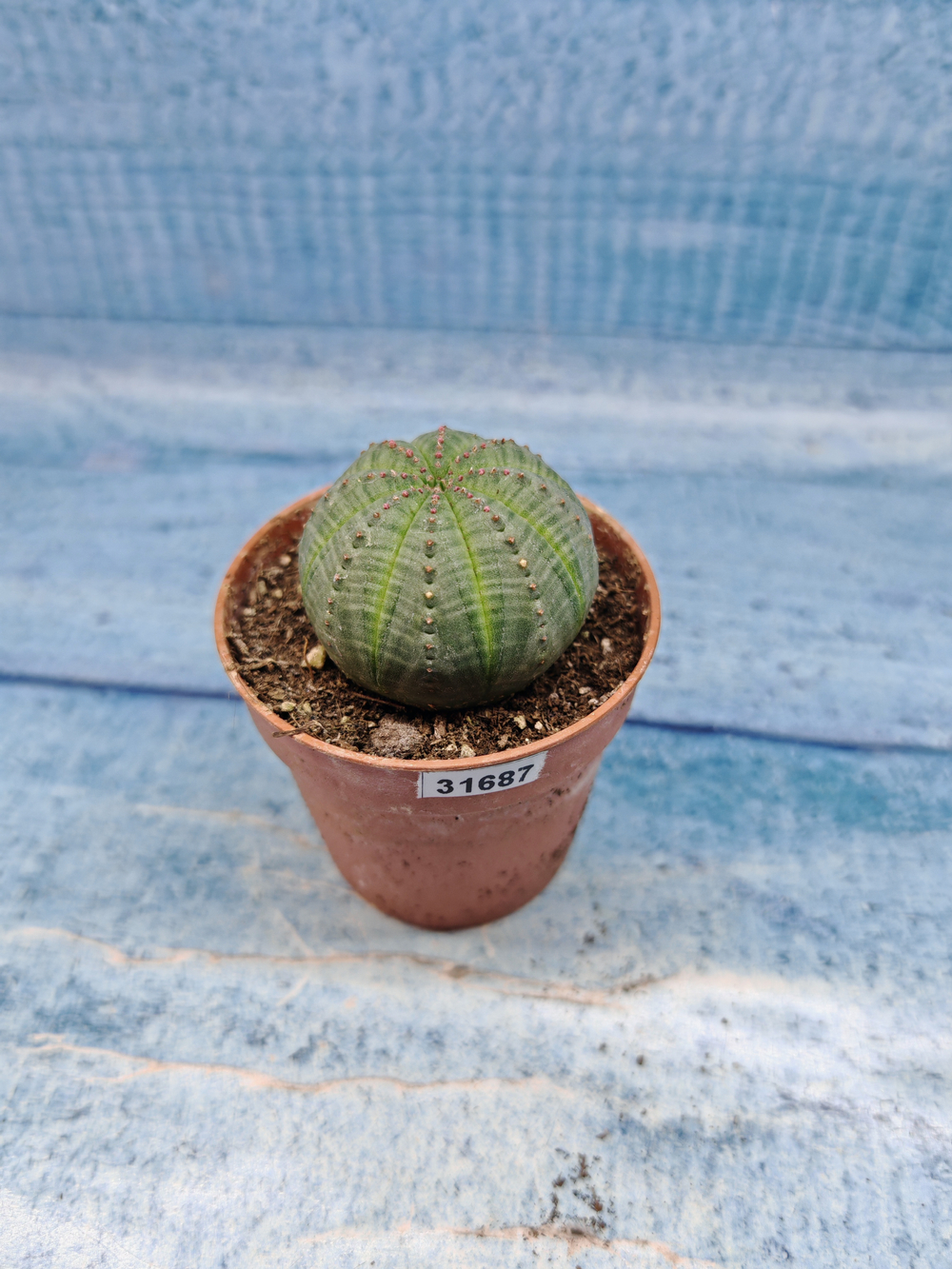 Euphoria Obesa (Эуфорбия)