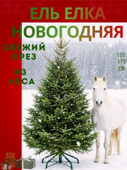 Ель новогодняя живая срубленая