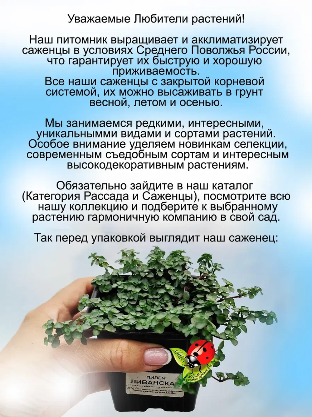 Пилея Грейзи серебристая