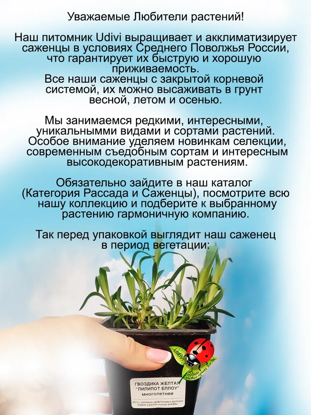 Гвоздика Лилипот Еллоу садовая жёлтая