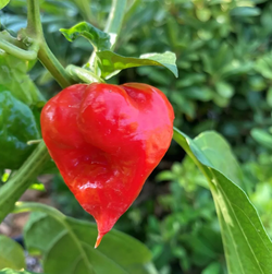 Семена острого перца Язык Дьявола (Devil's Tongue Red) 25шт