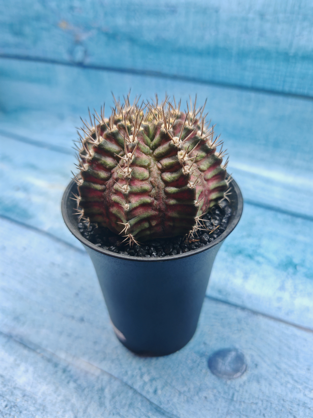 Gymnocalycium T-Rex Pink hybride (Гимнокалициум T-rex)