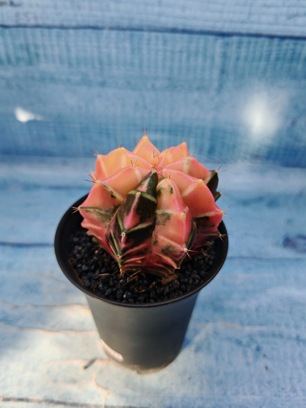Gymnocalycium Variegata (Гимнокалициум Вариегатный)