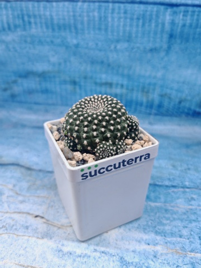 Sulcorebutia Heliosoides (Сулькоребуция)