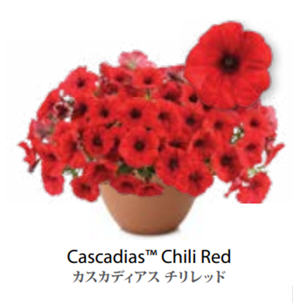 ЕВРО Петуния CASCADIAS Chili Red ЕВРО укорененный черенок начало января поставка 9