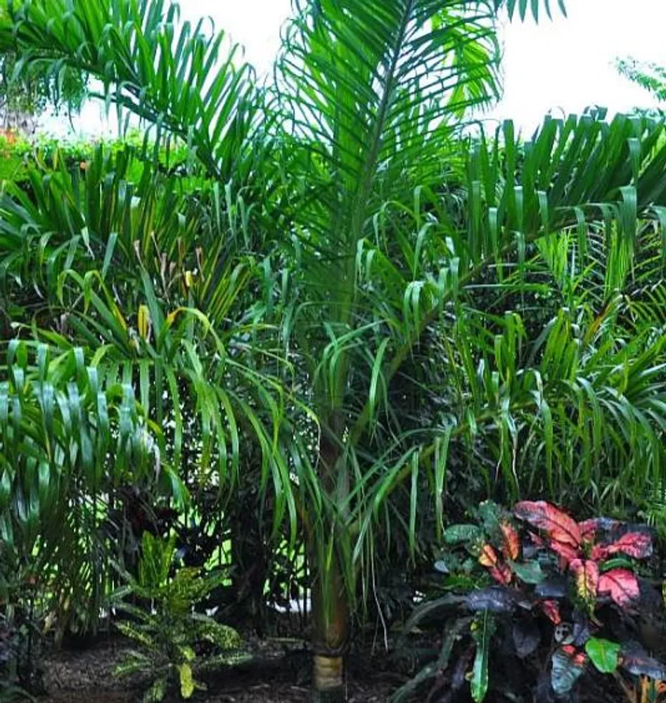 Дипсис престонианский (Dypsis prestoniana) семена 2 шт