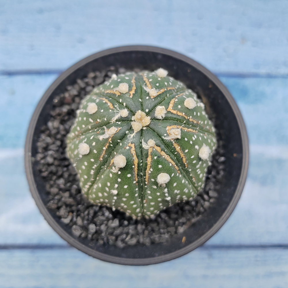 Astrophytum Asterias (Астрофитум)
