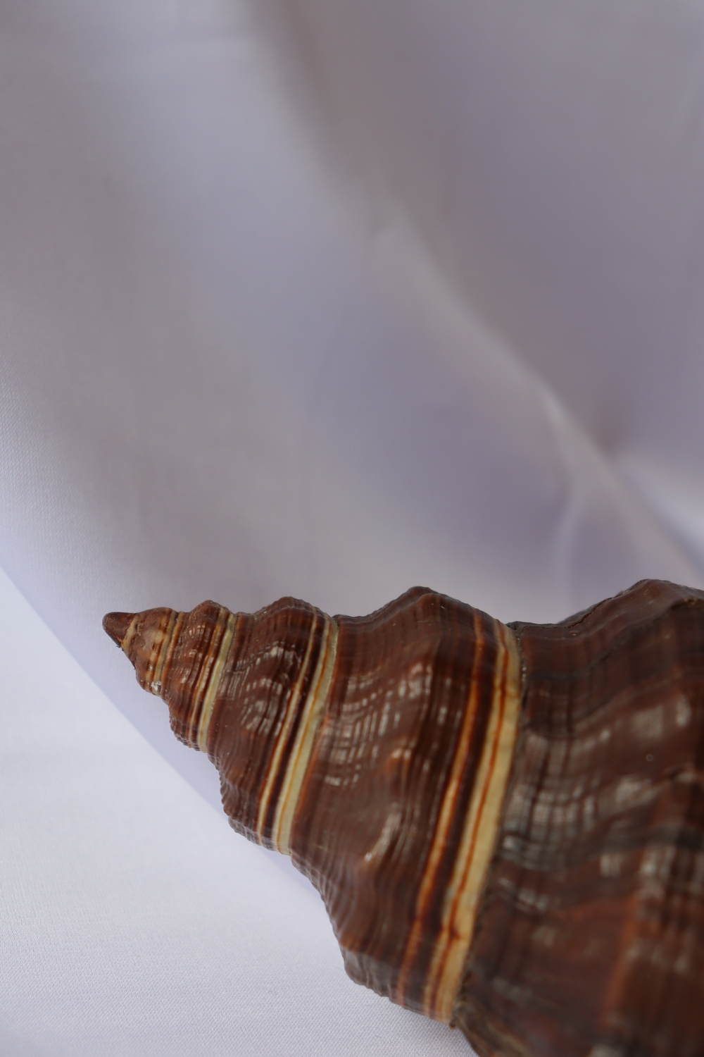 Ракушка Пугилина морио (Pugilina morio), 14см, 1шт