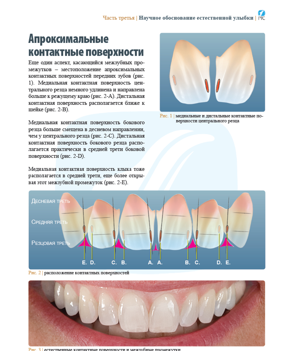 АНАТОМИЯ ПЕРЕДНИХ ЗУБОВ И ИЗУЧЕНИЕ ПРИНЦИПОВ ЕСТЕСТВЕННОЙ УЛЫБКИ