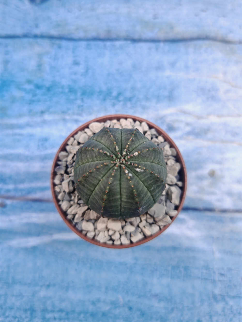 Euphoria Obesa (Эуфорбия)
