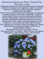 Гортензия ампельная Френч Болеро Блу