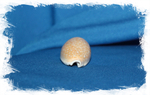 Erosaria miliaris