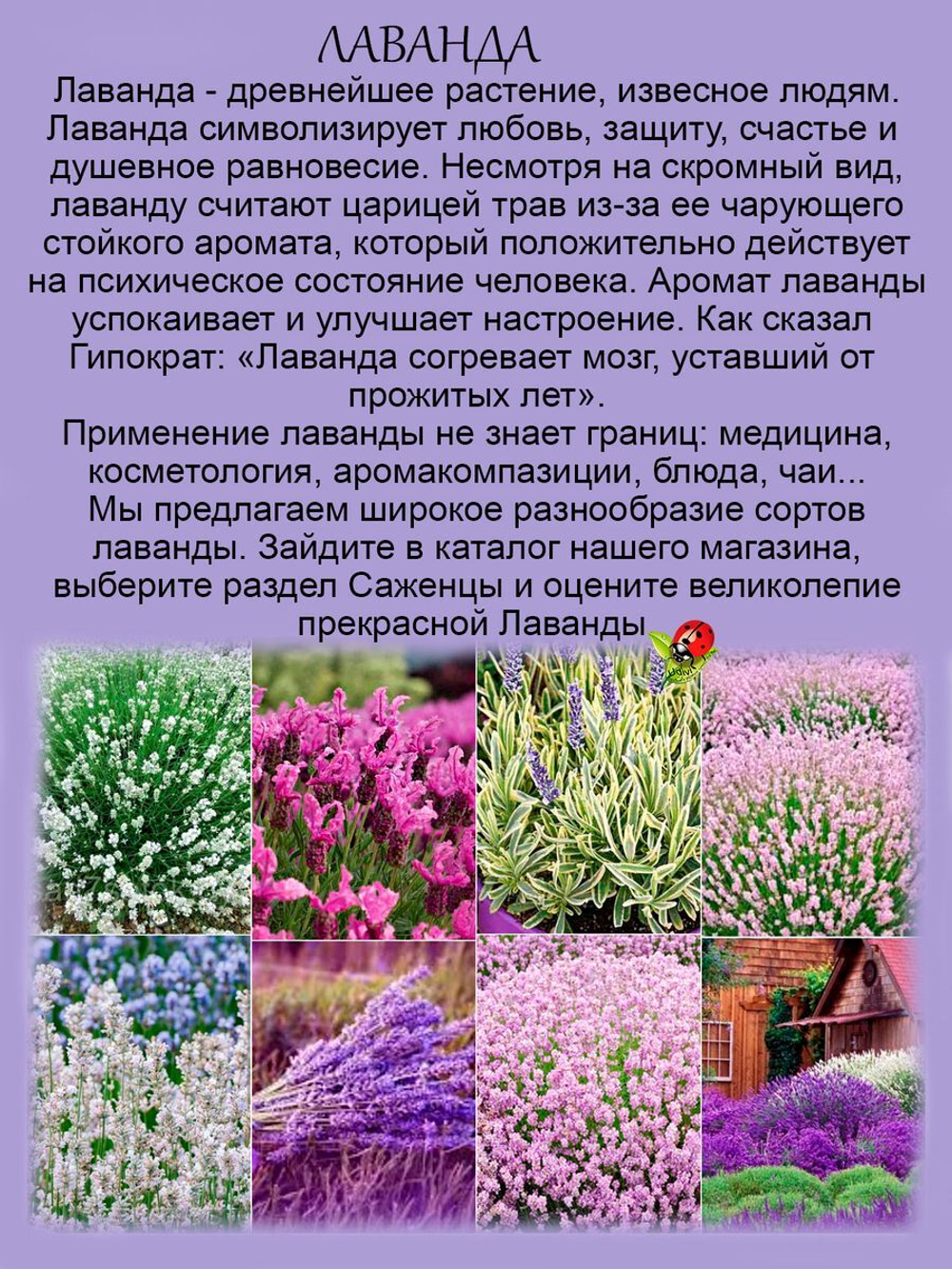 Лаванда вариегатная Платиновая блондинка пёстролистная