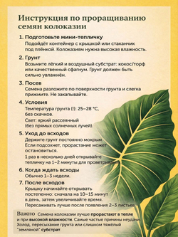 Колоказия "Сердце вулкана" семена 5 штук