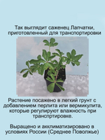 Саженцы