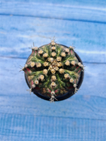 Gymnocalycium T-Rex Pink hybride (Гимнокалициум T-rex)