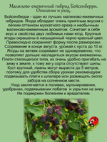 Ежемалина Бойсенберри малиново ежевичный гибрид