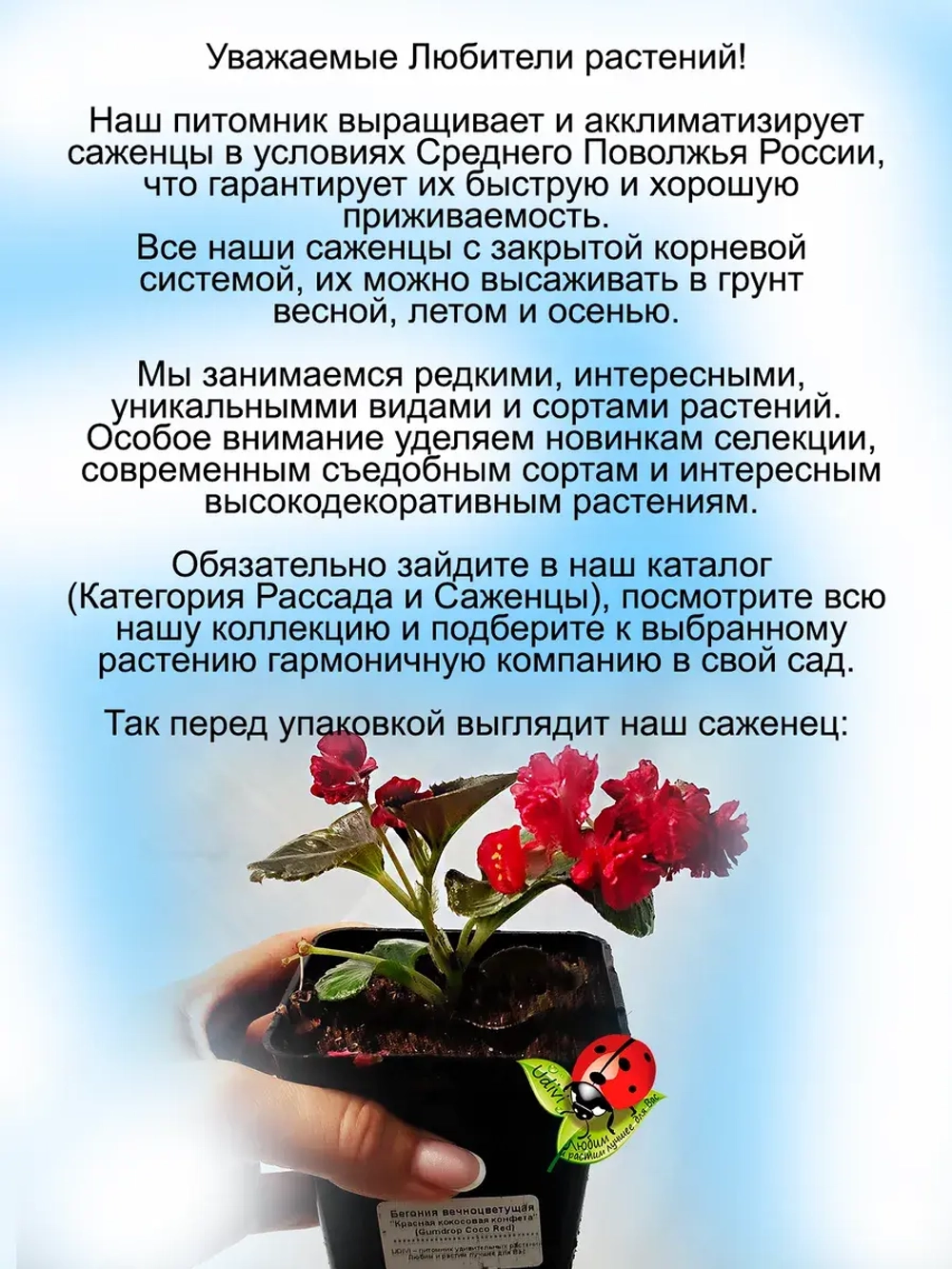 Бегония вечноцветущая Коко Роуз